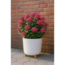 Okacih Büyük Modern Stick Line Saksı Akıllı Altlıklı 30X30 cm 25 Litre