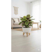 Okacih Modern Stick Line Bambu Ayaklı Saksı Akıllı Altlıklı 19X16 cm 3 Litre