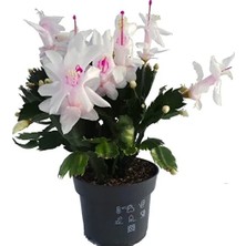 The Best Online Yılbaşı Çiçeği,yılbaşı Kaktüsü,beyaz Renk 7.cm Saksıda