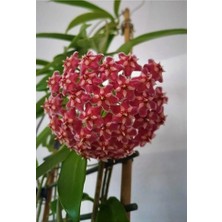 The Best Online Thebestonline Mum Çiçeği Kırmızı Hoya Carnosa Kokulu 1.kalite 9 cm Saksıda