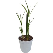 The Best Online Thebestonline Mini Japon Şemsiyesi (5-10 Cm)1 Adet Saksılı Salon Bitkisi