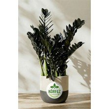 The Best Online Thebestonline Zamia Zamioculcas Zamiifolia - Zeze Ithal Iç Mekan Bitkisi 25,30 cm