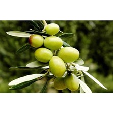 The Best Online Thebestonline Gemlik Yeşil Zeytin Fidanı, 1 Adet