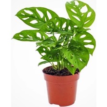 The Best Online Thebestonline Monstera Adansonii Monkey Mask Sarmaşık Deve Tabanı Mini Ev Ofis Iç Mekan Bitkisi