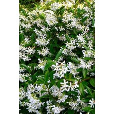 The Best Online Thebestonline Arap Yasemini, Ful Yasemin , Kokulu Sarmaşık Yasemin Üretim Saksısında