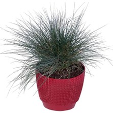 The Best Online Thebestonline Mavi Çim (Festuca Glauca), Saksıda