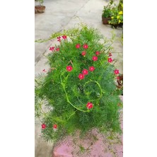 Benjamin Peyzaj Kardinal Sarmaşığı Yıldız Çadırı Fidanı