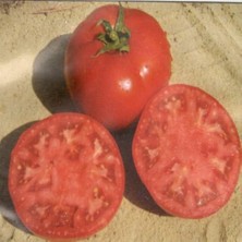 Yenibağ 986 F1 Hibrit Oturak Domates (10 Tohum)