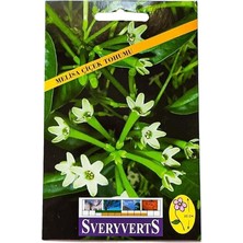 Yenibağ Çiçeği Tohumu