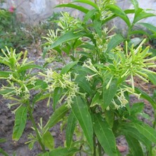Yenibağ Aromatik Melissa (Parfüm Çiçeği)‏ Fidanı