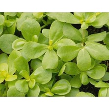 Yenibağ Yerli Semiz Otu Tohumu