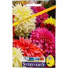 Yenibağ Çiçeği Tohumu