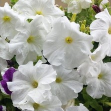 Yenibağ Dansı White Akşam Sefası Çiçeği Tohumu(20 Tohum)