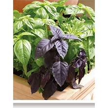 Sprout Store Tohumu Yerli Mor Reyhan Turan 1000 Adet Tohum