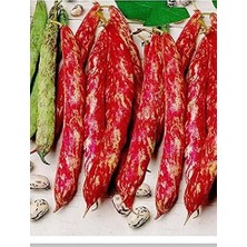 Sprout Store Tohumu Yerli Oturak Barbunya Eda 30 Adet Tohum