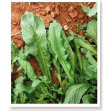 Sprout Store Tohumu Yerli Enli Tere 1000 Adet Tohum