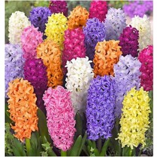 Sprout Store Adet Sümbül Soğanı Karışık Renk