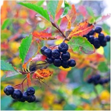 Sprout Store Soğuğa Dayanıklı Her Bölgeye Uygun 3 Adet Aronya Fidanı (20-40 Cm)