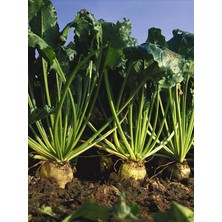 Sprout Store Tohumu Yerli Şeker Pancarı 100 Adet Tohum