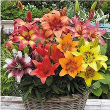 Sprout Store Renk Kokulu Lilyum (Zambak) Çiçeği Soğanı 2 Adet