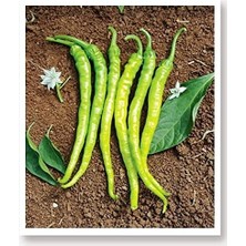 Sprout Store Tohumu Yöresel Sivri Biber Acı Ilıca 100 Adet Tohum