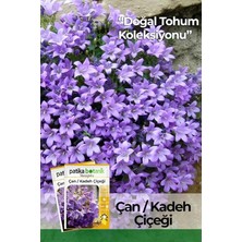 Sprout Store Adet Çan Kadeh (Campanula L.) Çiçek Tohumu