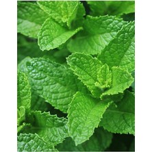 Sprout Store Tohumu Yerli Anadolu Nanesi 0.1 Gram Tohum