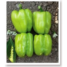 Sprout Store Tohumu Tatlı Kandil Dolma Biberi 1000 Adet Tohum