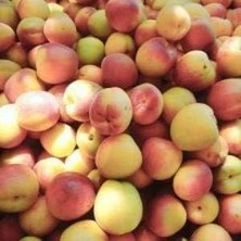 Sprout Store Aşılı Yarı Bodur Ziraat Şekerpare Kayısı Fidanı