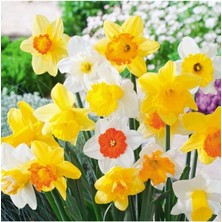 Sprout Store Renk Fulya Çiçeği Soğanı 5 Adet