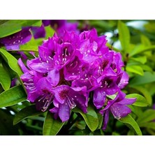 Sprout Store Gülü Tohumu