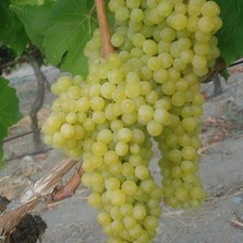 Sprout Store Aromalı Yapıncak Üzüm Fidanı