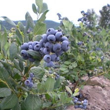 Sprout Store Yaban Mersini(Likapa, Blueberry, Maviyemiş) Patriot Fidanı