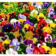 Sprout Store Menekşe (Çoklu Tohum) - 100 Tohum - Karışık Renk