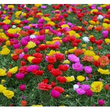 Sprout Store Çiçeği Tohumu Duble Katlı - Karışık Renkli (25 Tohum)