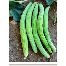 Sprout Store Tohumu Yerli Acur Köy Tipi 100 Adet Tohum