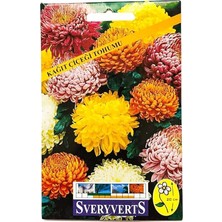 Sprout Store Çiçeği Tohumu