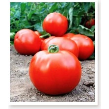 Sprout Store Tohumu Yerli Iri Domates 1000 Adet Tohum