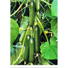 Sprout Store Asma Salatalık Pugar-F1 10 Adet Tohum