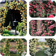 Sprout Store Kokulu Karışık Sarmaşık Gül (100 Adet)