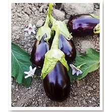 Sprout Store Tohumu Yöresel Doğal Topak Patlıcan Adana 100 Ad Tohum