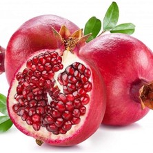 Sprout Store Sulu Meyvesi Olan Hicaz Narı Fidanı