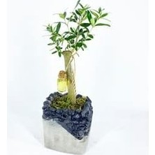 Sprout Store Ağacı Bonsai & Gri Siyah Lena Beton Saksıda Hediyelik Canlı Çiçek BALFLOWERDESİGN-2604