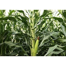 Sprout Store Doğal Süt Mısır Haşlama Közleme 50 Ad. Tohum