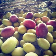 Sprout Store Aşılı Çok Iri Meyveli Domat Zeytin Fidanı