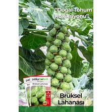 Sprout Store Adet Yerli Ata Brüksel Lahana Tohumu
