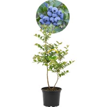 Sprout Store Yaş Sweetheart Çeşiti Yaban Mersini