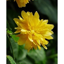 Sprout Store Kanarya Gülü Fidanı Sarı Renk 60-80 cm Golden Guinea