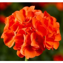 Sprout Store Tohumu (Büyük Çiçek, Kokulu Yaprak) Turuncu Renkli - 5 Tohum