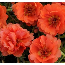 Sprout Store Çiçeği Tohumu (Katmerli Çok Çiçekli) Turuncu Renkli - 40 Tohum